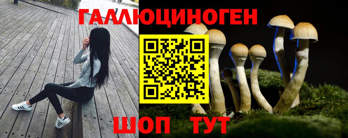 Псилоцибиновые грибы Psilocybine cubensis Великие Луки
